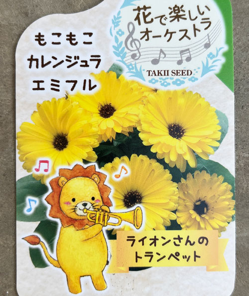 もこもこカレンジュラ：ライオンさんのトランペット（エミフル マロン）2.5号ロングポット