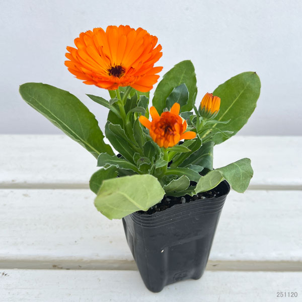 もこもこカレンジュラ：ワニさんのサックス（エミフル パンプキン）2.5号ロングポット