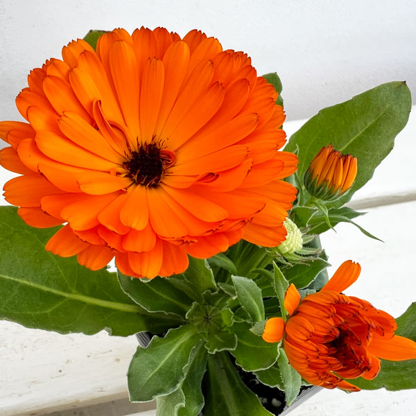 もこもこカレンジュラ：ワニさんのサックス（エミフル パンプキン）2.5号ロングポット