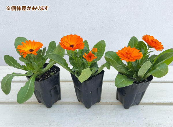 もこもこカレンジュラ：ワニさんのサックス（エミフル パンプキン）2.5号ロングポット