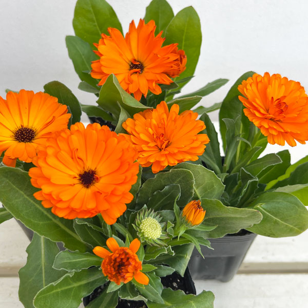 もこもこカレンジュラ：ワニさんのサックス（エミフル パンプキン）2.5号ロングポット