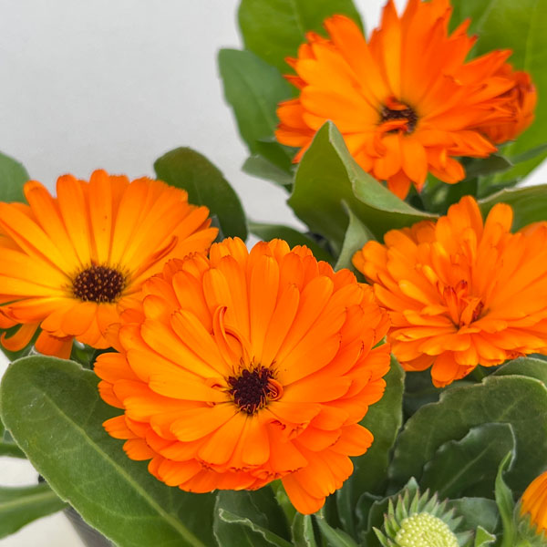 もこもこカレンジュラ：ワニさんのサックス（エミフル パンプキン）2.5号ロングポット