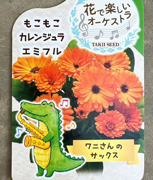 もこもこカレンジュラ：ワニさんのサックス（エミフル パンプキン）2.5号ロングポット