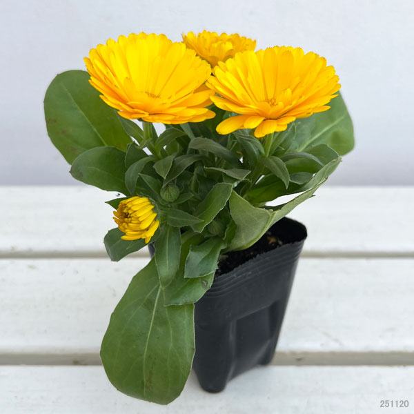 もこもこカレンジュラ：トラさんのクラリネット（エミフル ムーン）2.5号ロングポット