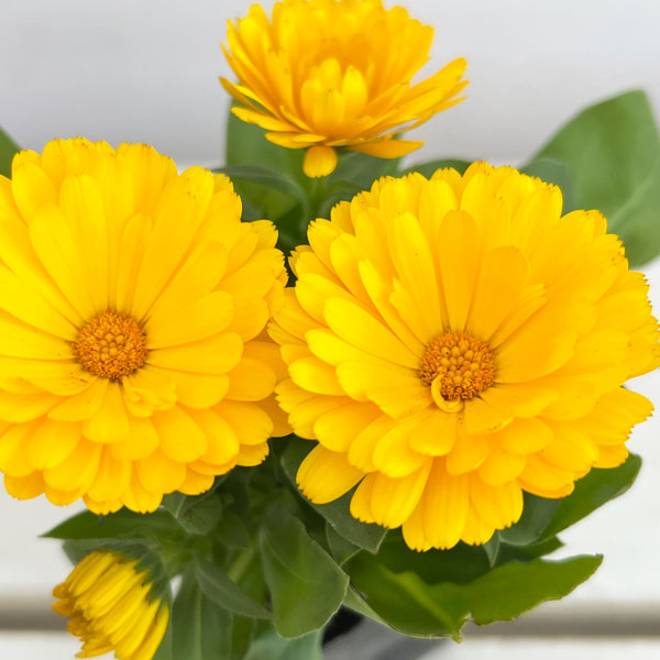 もこもこカレンジュラ：トラさんのクラリネット（エミフル ムーン）2.5号ロングポット