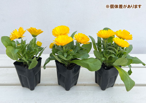 もこもこカレンジュラ：トラさんのクラリネット（エミフル ムーン）2.5号ロングポット