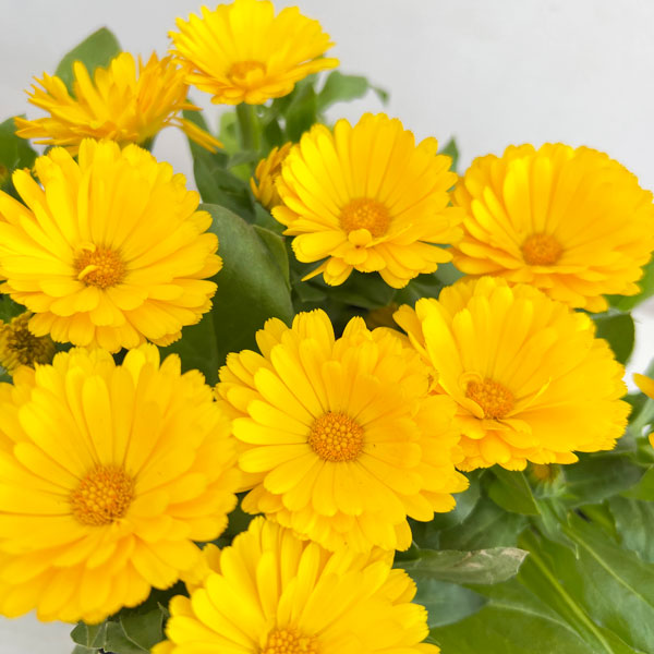 もこもこカレンジュラ：トラさんのクラリネット（エミフル ムーン）2.5号ロングポット