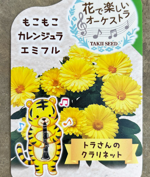 もこもこカレンジュラ：トラさんのクラリネット（エミフル ムーン）2.5号ロングポット