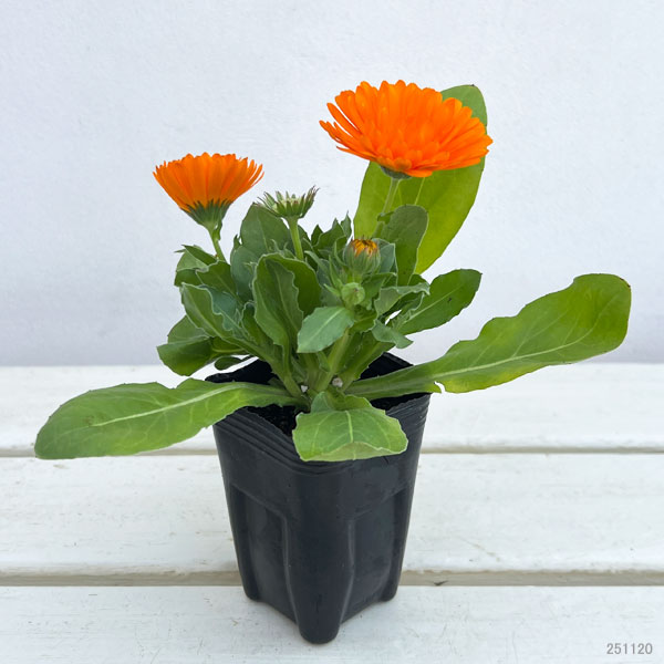 もこもこカレンジュラ：シマウマさんのアコーディオン（エミフル サンセット）2.5号ロングポット