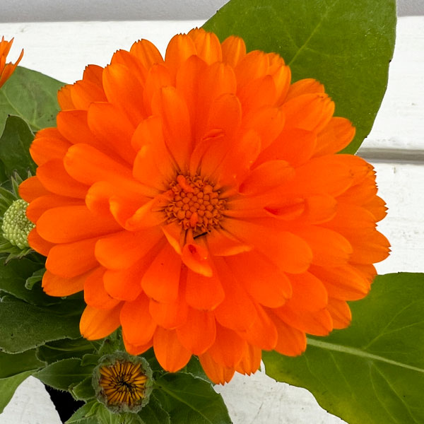 もこもこカレンジュラ：シマウマさんのアコーディオン（エミフル サンセット）2.5号ロングポット