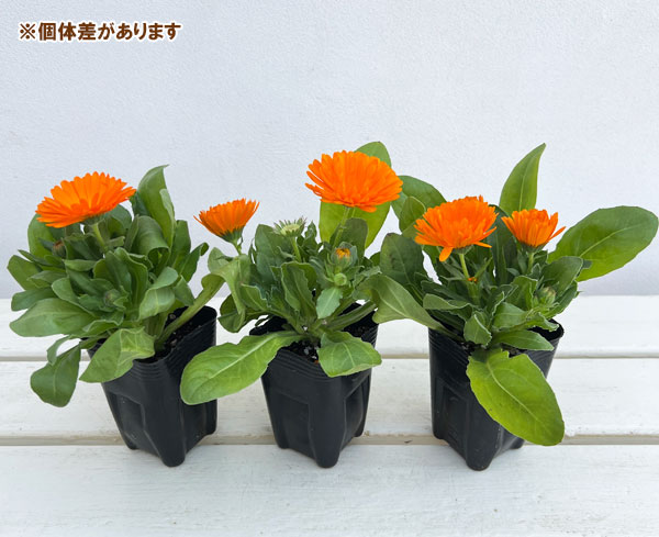 もこもこカレンジュラ：シマウマさんのアコーディオン（エミフル サンセット）2.5号ロングポット