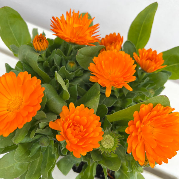 もこもこカレンジュラ：シマウマさんのアコーディオン（エミフル サンセット）2.5号ロングポット