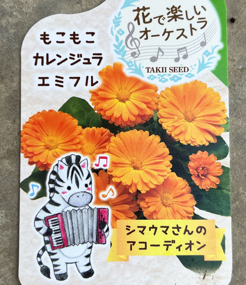 もこもこカレンジュラ：シマウマさんのアコーディオン（エミフル サンセット）2.5号ロングポット