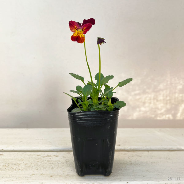 ビオラ:クマさんのバスドラム(ビビ ファイア)2.5号ロングポット