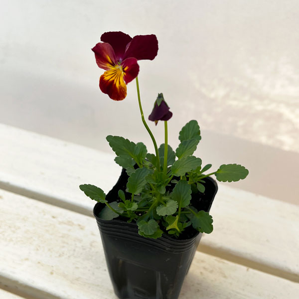 ビオラ:クマさんのバスドラム(ビビ ファイア)2.5号ロングポット