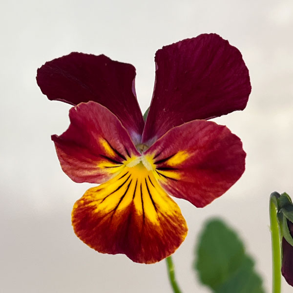 ビオラ:クマさんのバスドラム(ビビ ファイア)2.5号ロングポット