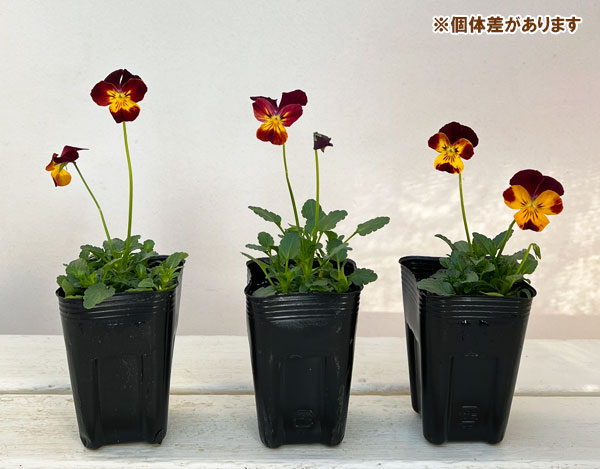 ビオラ:クマさんのバスドラム(ビビ ファイア)2.5号ロングポット