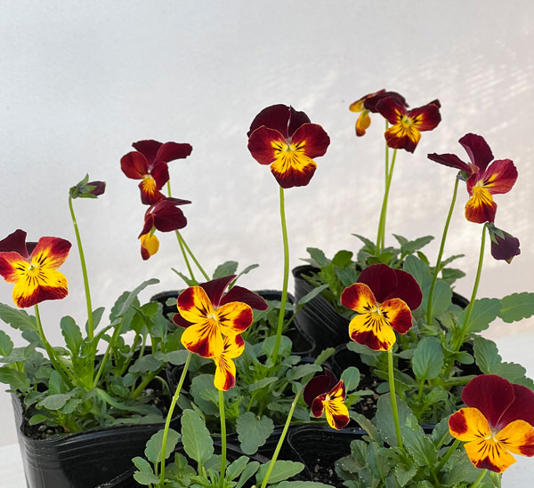 ビオラ:クマさんのバスドラム(ビビ ファイア)2.5号ロングポット