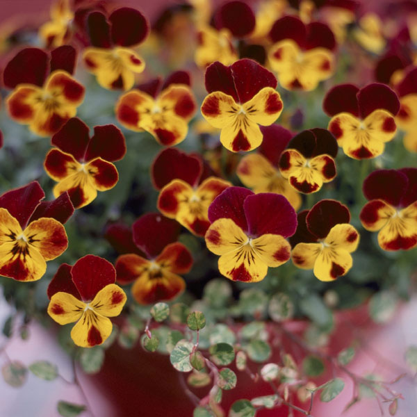 ビオラ:クマさんのバスドラム(ビビ ファイア)2.5号ロングポット