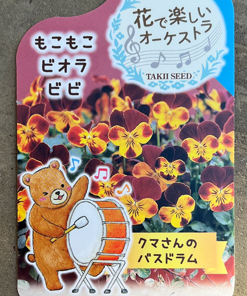 ビオラ:クマさんのバスドラム(ビビ ファイア)2.5号ロングポット