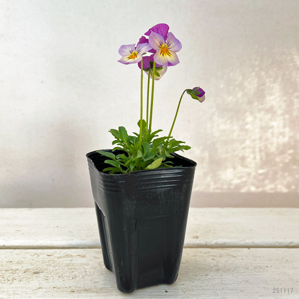 ビオラ：バクさんのバグパイプ（フローラルパワー ピンクレモンリップ）2.5号ロングポット