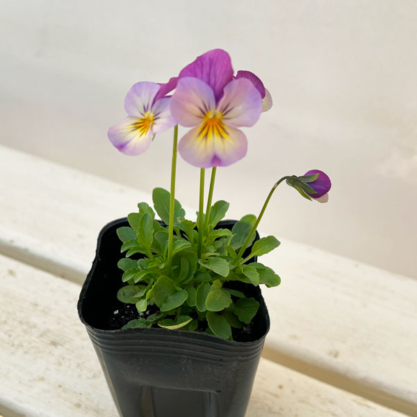 ビオラ：バクさんのバグパイプ（フローラルパワー ピンクレモンリップ）2.5号ロングポット