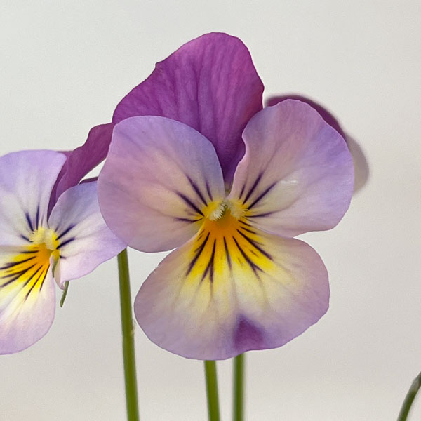 ビオラ：バクさんのバグパイプ（フローラルパワー ピンクレモンリップ）2.5号ロングポット