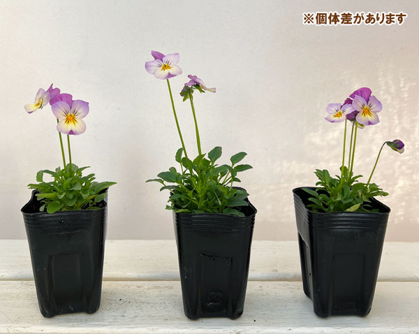 ビオラ：バクさんのバグパイプ（フローラルパワー ピンクレモンリップ）2.5号ロングポット