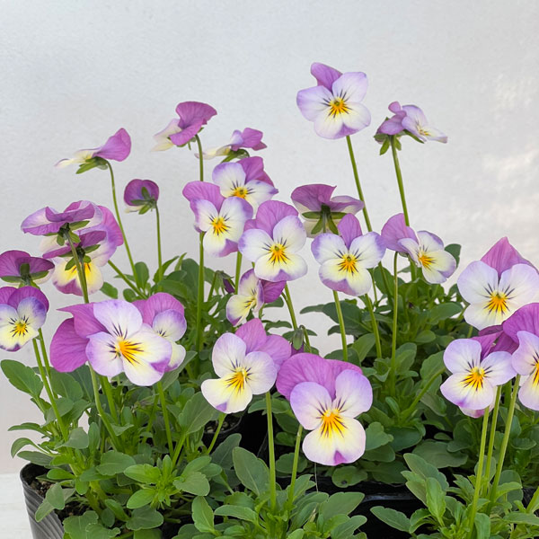 ビオラ：バクさんのバグパイプ（フローラルパワー ピンクレモンリップ）2.5号ロングポット