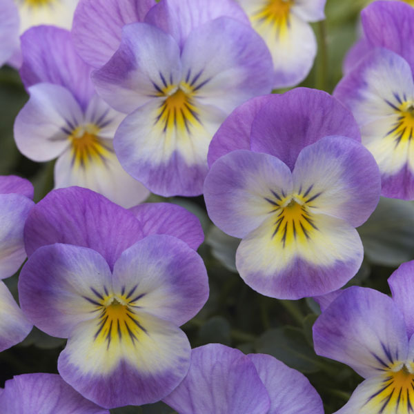 ビオラ：バクさんのバグパイプ（フローラルパワー ピンクレモンリップ）2.5号ロングポット