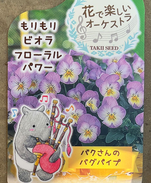 ビオラ：バクさんのバグパイプ（フローラルパワー ピンクレモンリップ）2.5号ロングポット