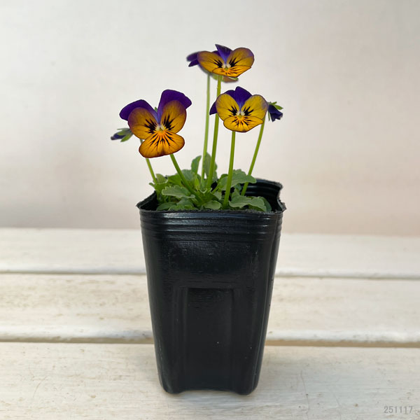 ビオラ：オオカミさんのフルート（フローラルパワー ゴールデンブルース）2.5号ロングポット