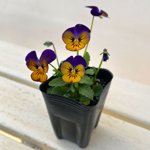 ビオラ：オオカミさんのフルート（フローラルパワー ゴールデンブルース）2.5号ロングポット