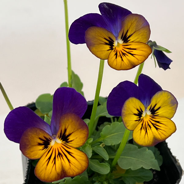 ビオラ：オオカミさんのフルート（フローラルパワー ゴールデンブルース）2.5号ロングポット