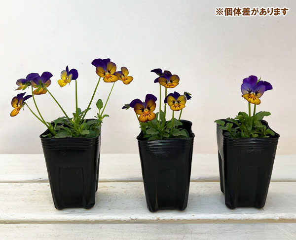 ビオラ：オオカミさんのフルート（フローラルパワー ゴールデンブルース）2.5号ロングポット