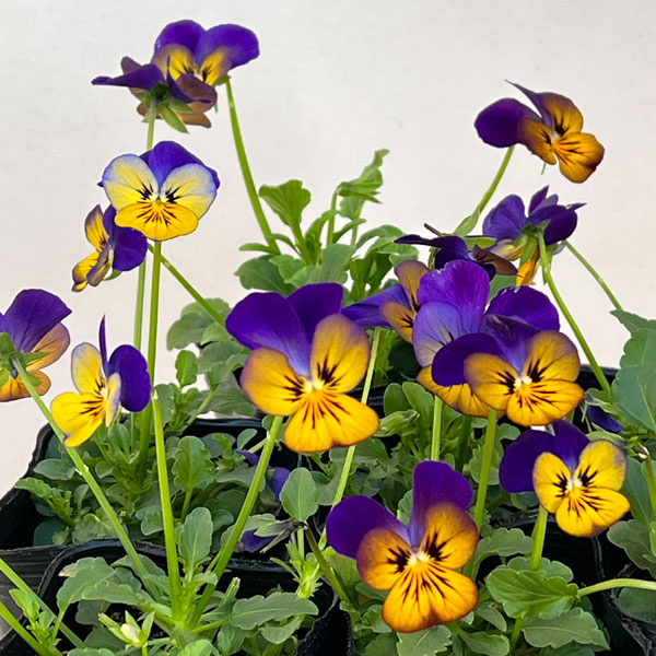 ビオラ：オオカミさんのフルート（フローラルパワー ゴールデンブルース）2.5号ロングポット