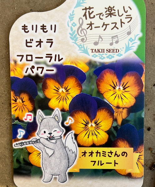 ビオラ：オオカミさんのフルート（フローラルパワー ゴールデンブルース）2.5号ロングポット