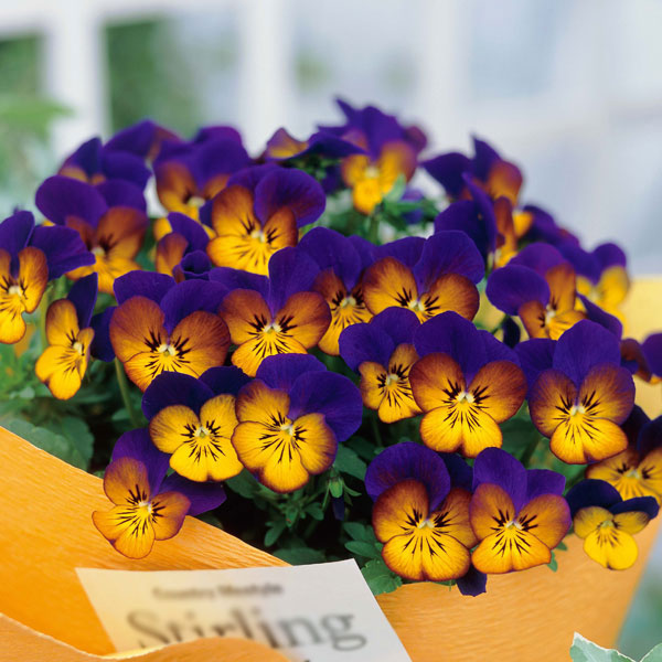 ビオラ：オオカミさんのフルート（フローラルパワー ゴールデンブルース）2.5号ロングポット