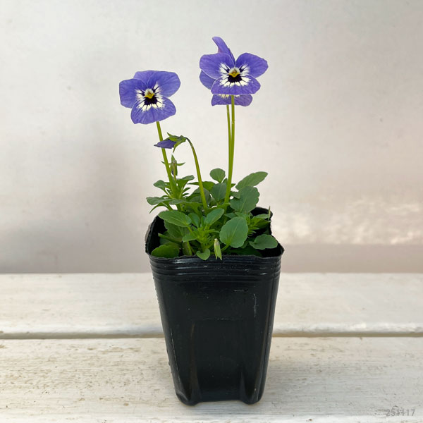 ビオラ:リスさんのピッコロ(フローラルパワー マリーナ)2.5号ロングポット