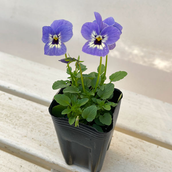 ビオラ:リスさんのピッコロ(フローラルパワー マリーナ)2.5号ロングポット