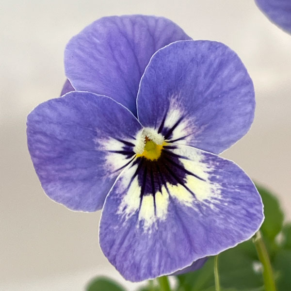 ビオラ:リスさんのピッコロ(フローラルパワー マリーナ)2.5号ロングポット