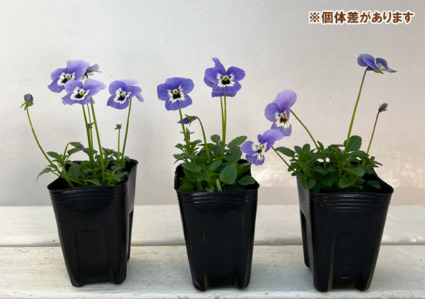 ビオラ:リスさんのピッコロ(フローラルパワー マリーナ)2.5号ロングポット