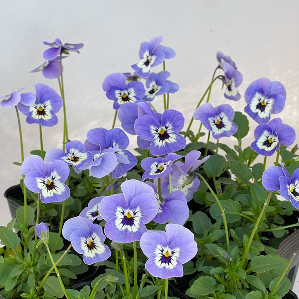 ビオラ:リスさんのピッコロ(フローラルパワー マリーナ)2.5号ロングポット