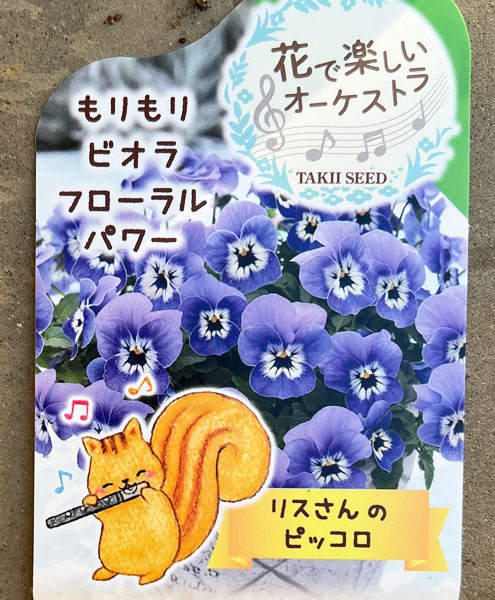 ビオラ:リスさんのピッコロ(フローラルパワー マリーナ)2.5号ロングポット