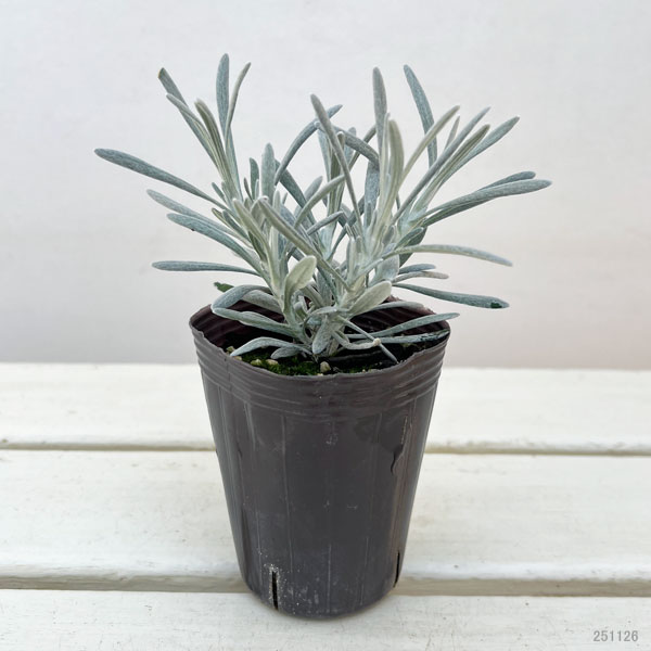 ヘリクリサム：パンダさんのハープ（シルバースノー）2.5号ロングポット