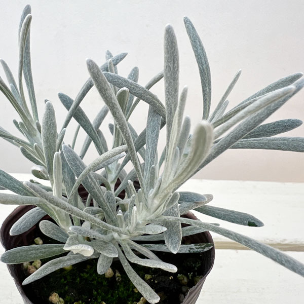 ヘリクリサム：パンダさんのハープ（シルバースノー）2.5号ロングポット