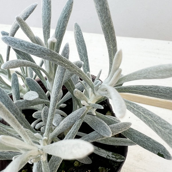 ヘリクリサム：パンダさんのハープ（シルバースノー）2.5号ロングポット