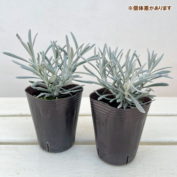 ヘリクリサム：パンダさんのハープ（シルバースノー）2.5号ロングポット