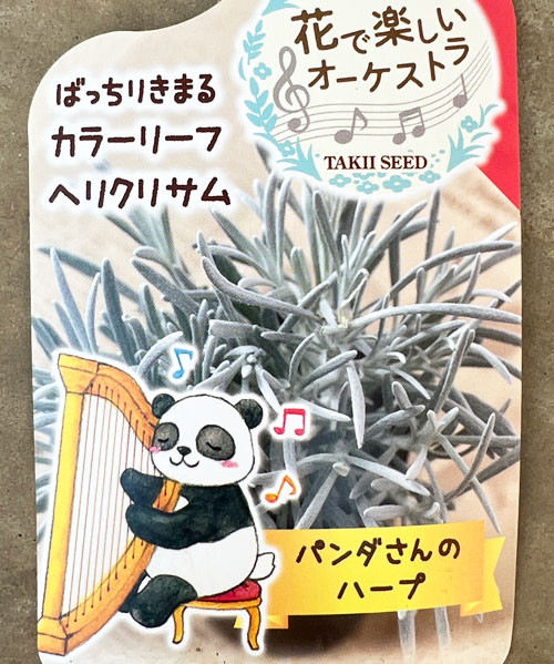 ヘリクリサム：パンダさんのハープ（シルバースノー）2.5号ロングポット