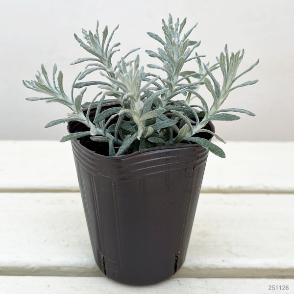 ヘリクリサム：タヌキさんのギロ（シルバーパティオ）2.5号ロングポット